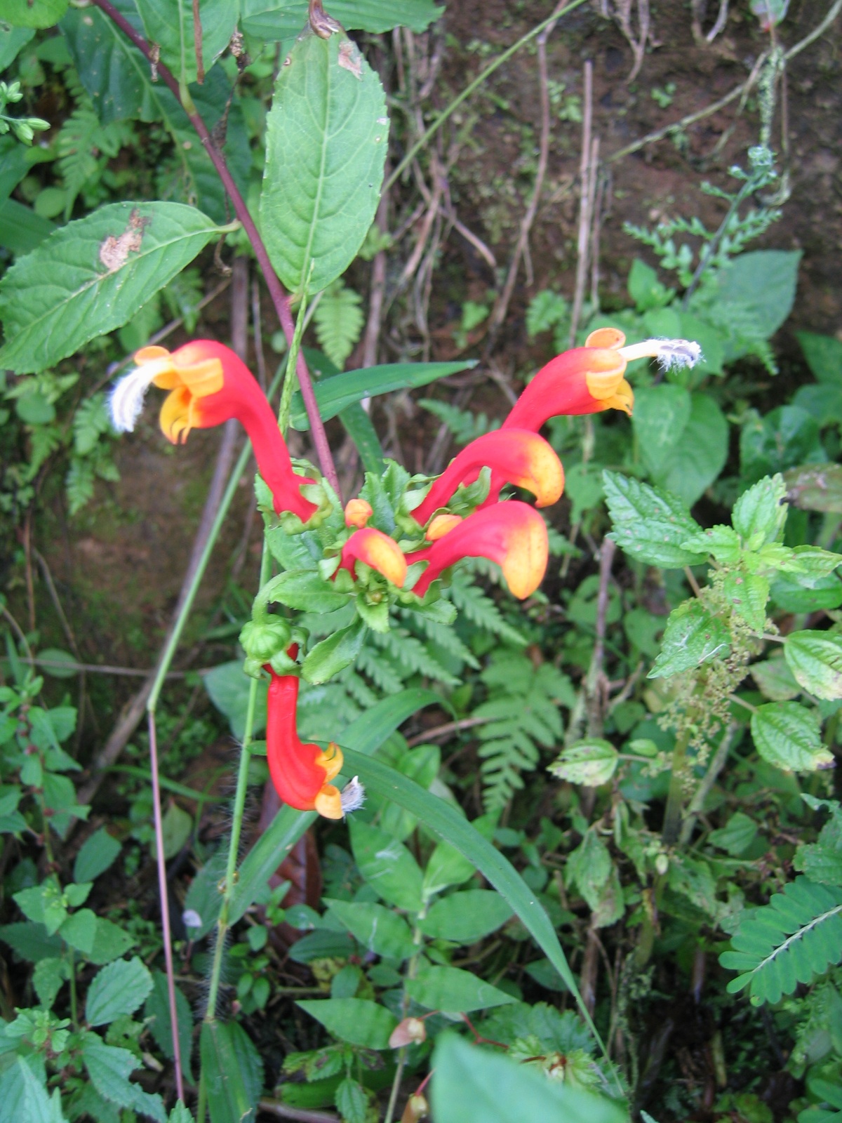 Costarica080