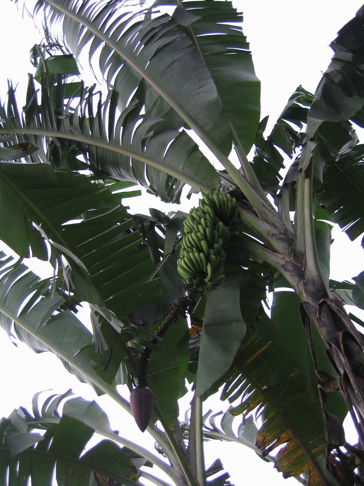 Costarica081