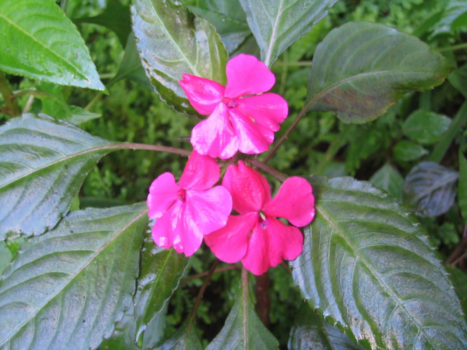 Costarica096