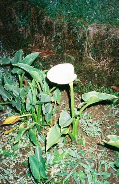 Orchid