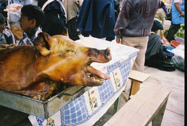Pig 1