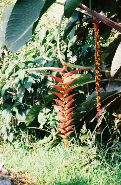 Prettyflowers