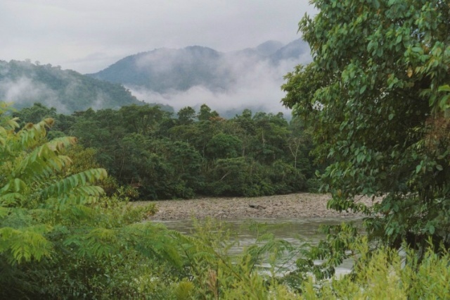 Rainforest