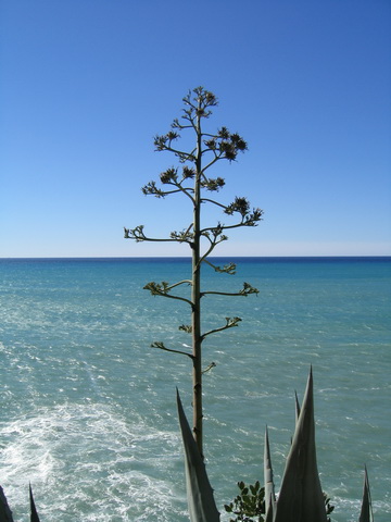Italy liguria 2011 16