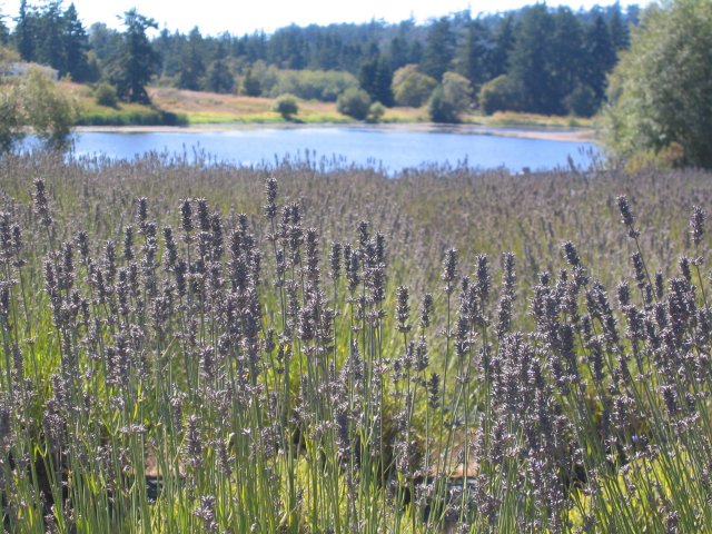 Sanjuanislands0015