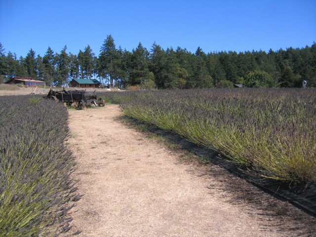 Sanjuanislands0016