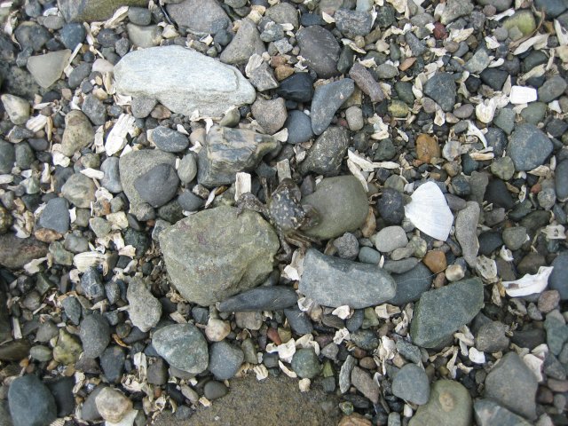 Sanjuanislands0040