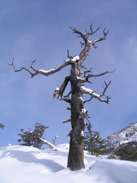 Rmnp0017