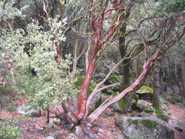 Yosemite004