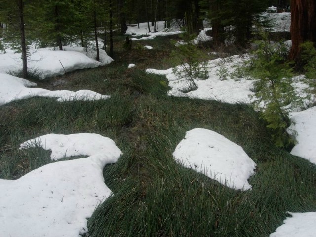 Yosemite021