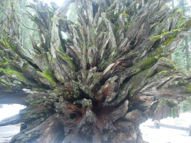 Yosemite022