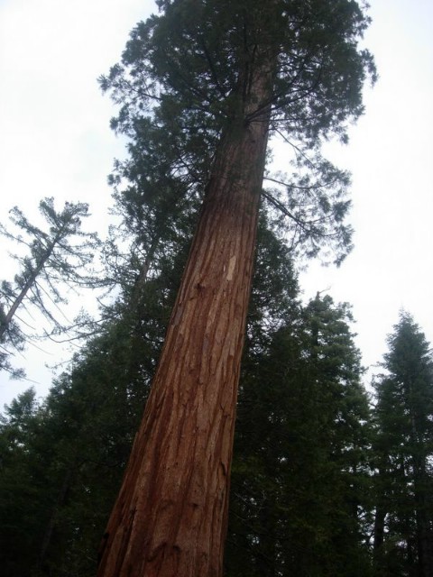Yosemite024