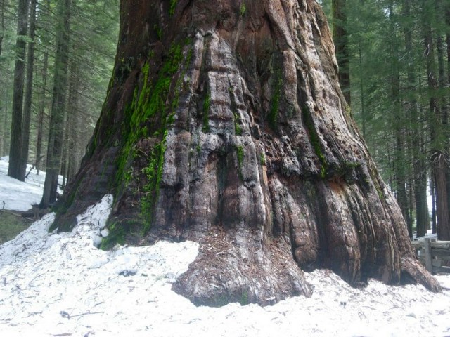 Yosemite025