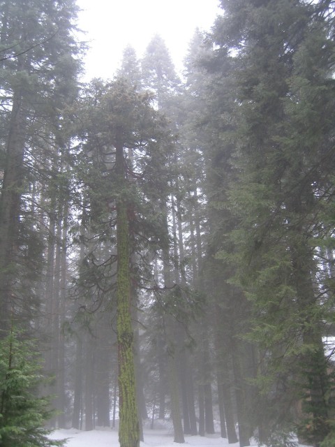 Yosemite036