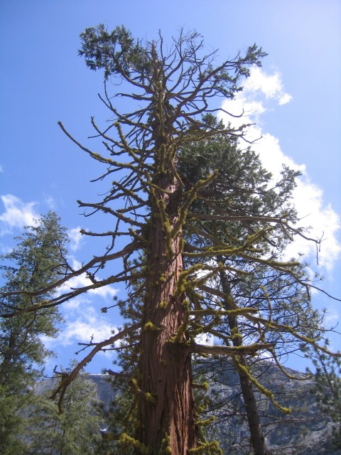 Yosemite037