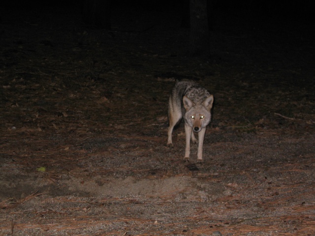 Yosemite040